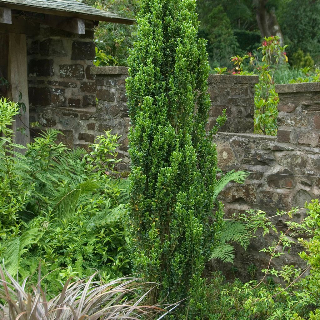 Ilex crenata Fastigiata - Japanese Holly