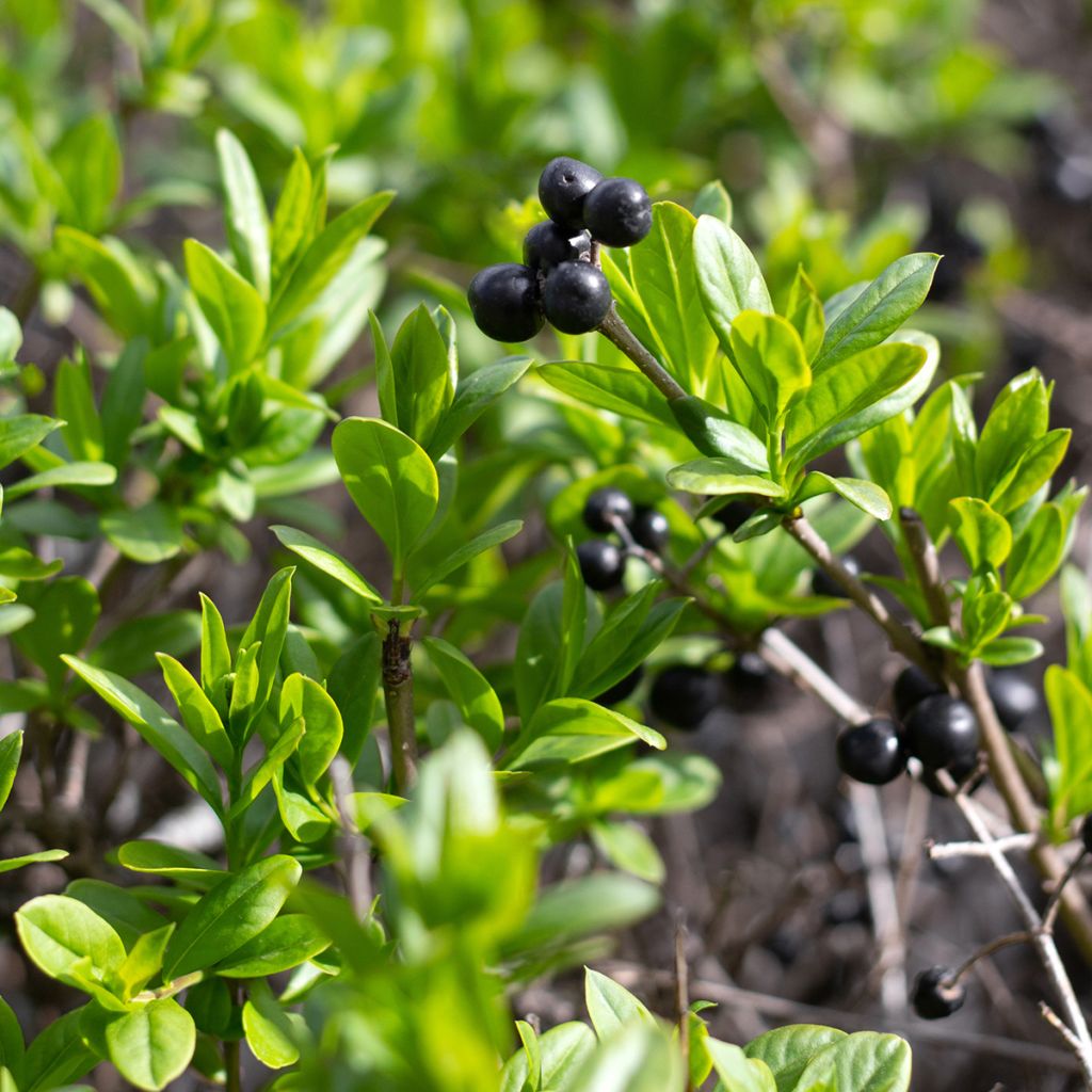 Ilex crenata Fastigiata - Japanese Holly