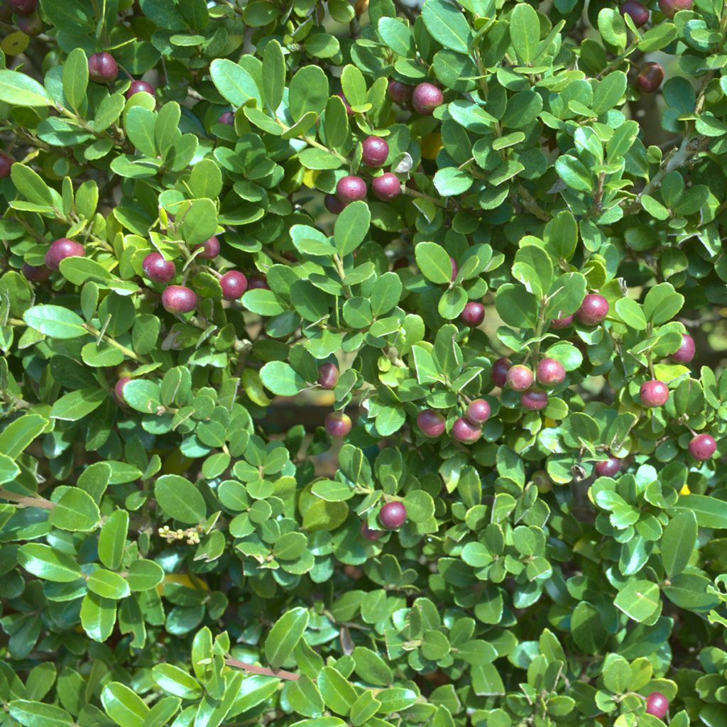 Ilex crenata Green Hedge - Japanese Holly