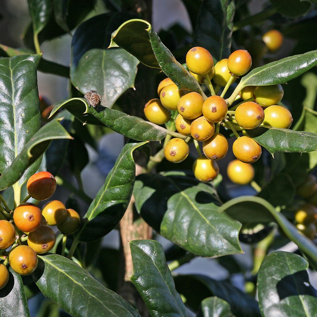 Ilex Nellie R. Stevens