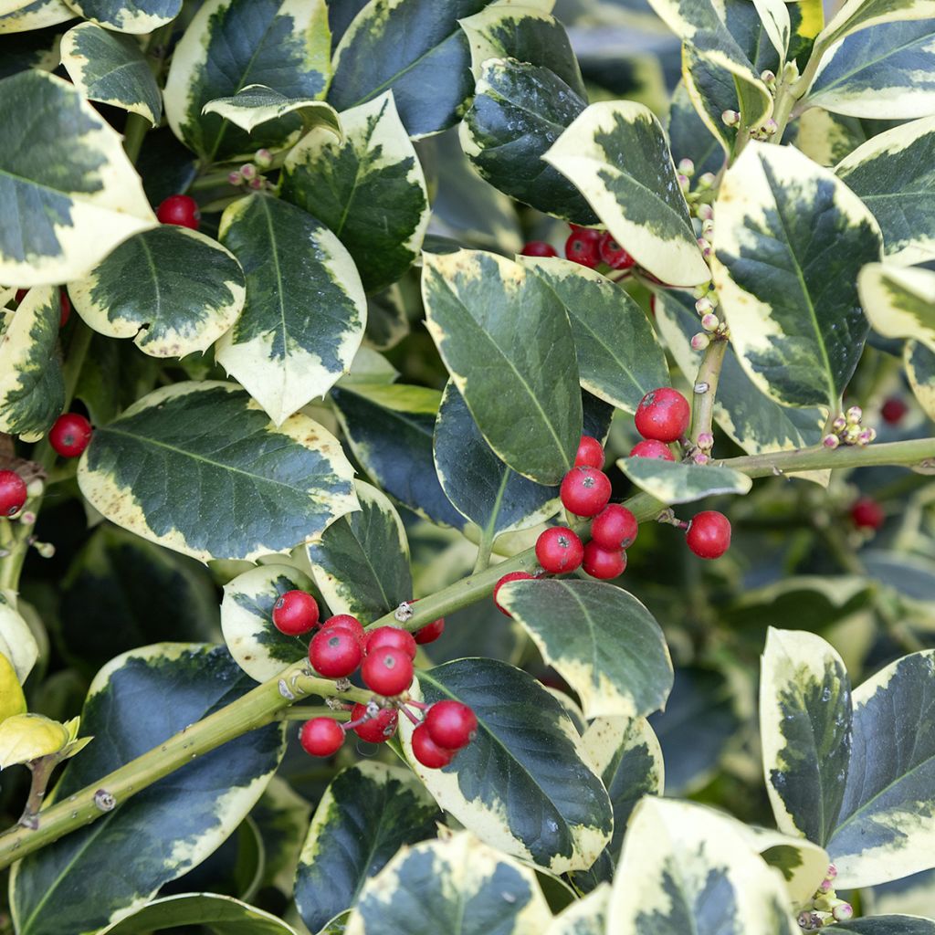 Ilex Golden King - Holly
