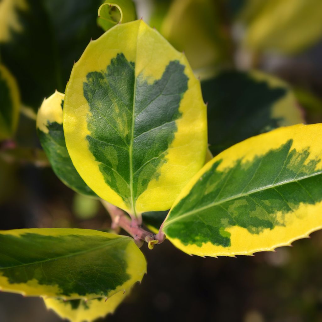 Ilex Golden King - Holly