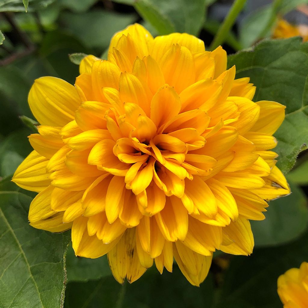 Helianthus decapetalus Soleil d'Or