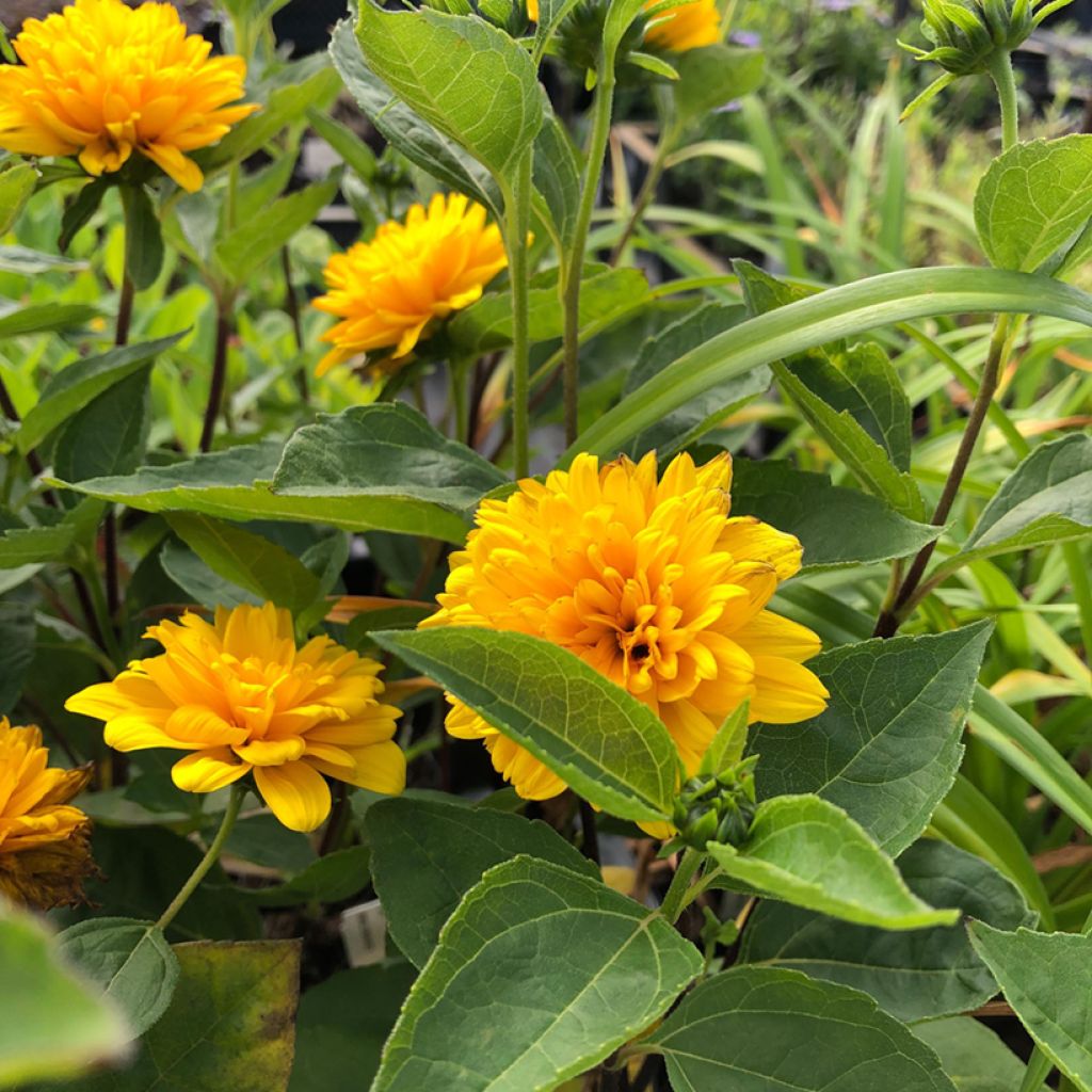 Helianthus decapetalus Soleil d'Or