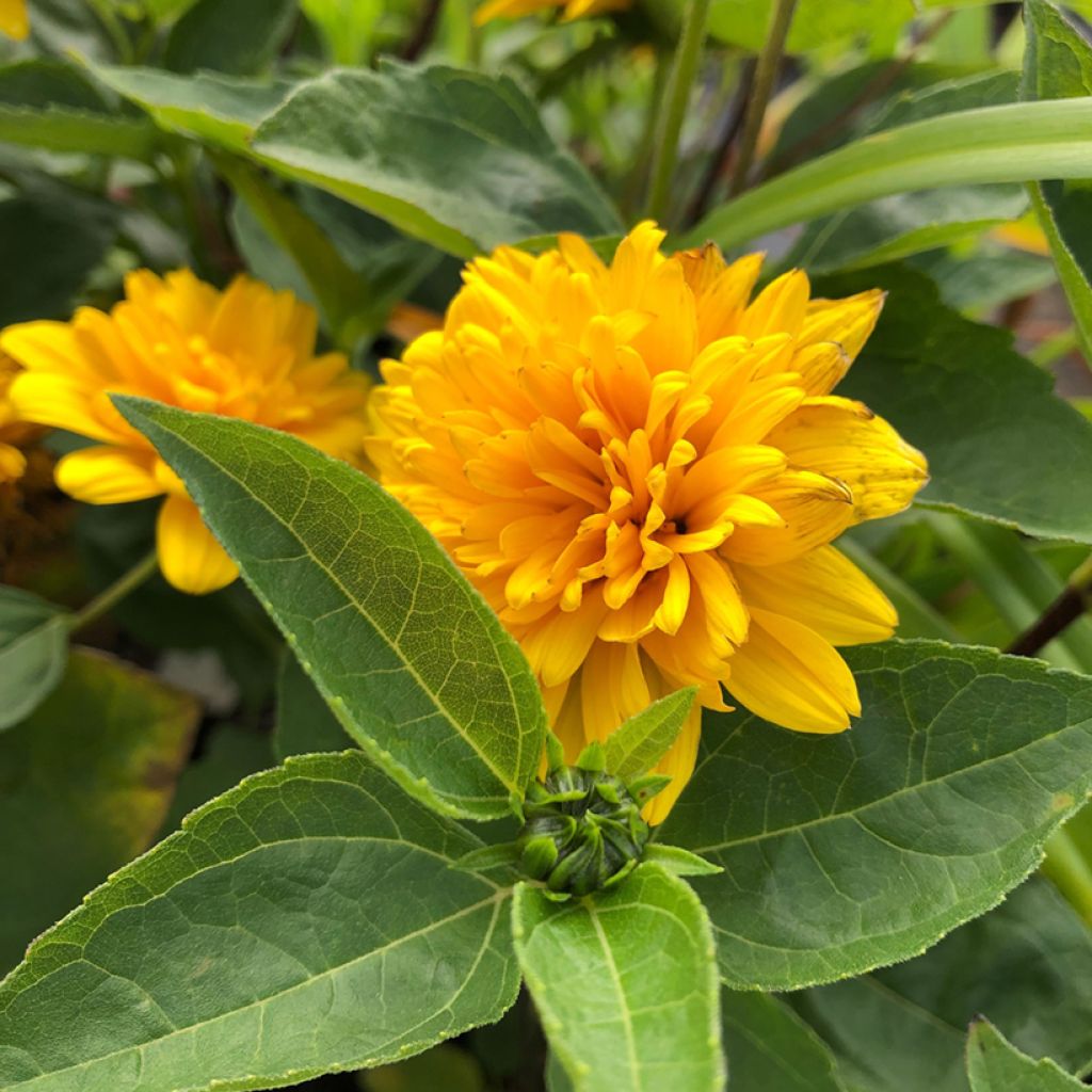 Helianthus decapetalus Soleil d'Or