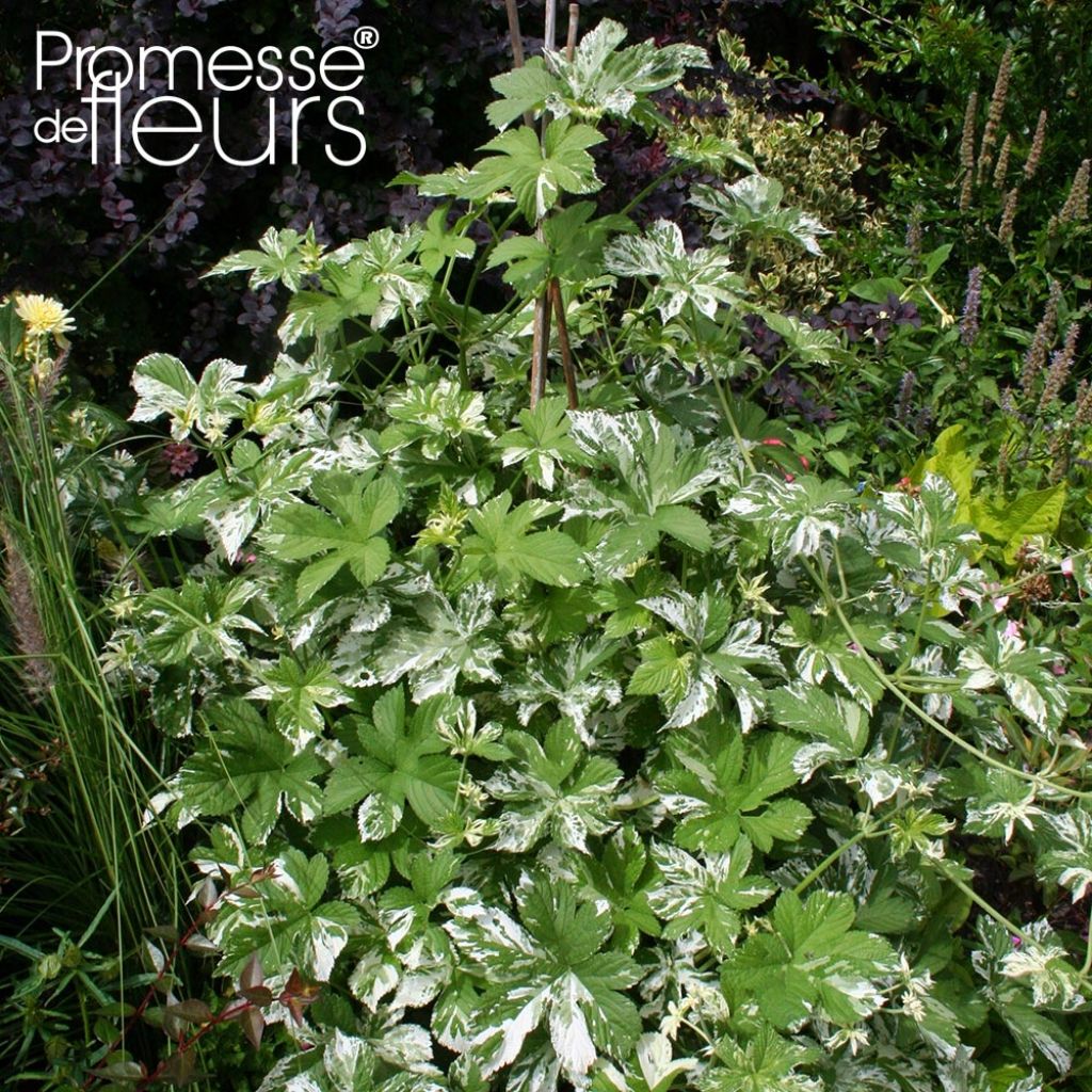 Humulus japonicus Variegatus