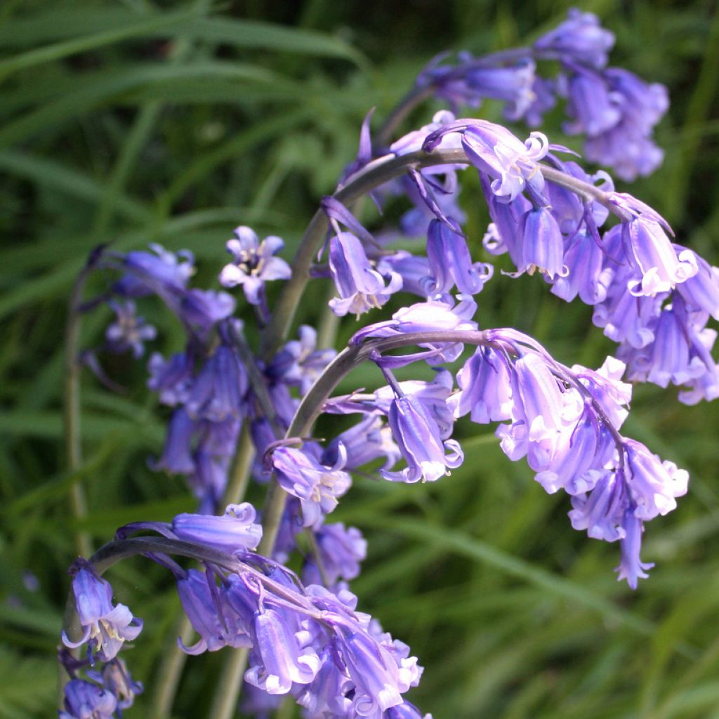 Hyacinthoides hispanica 