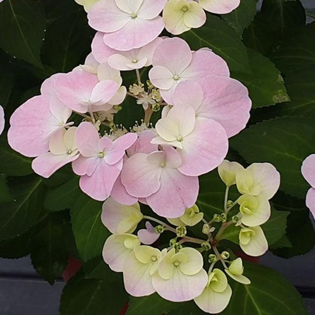 Hydrangea French Bolero