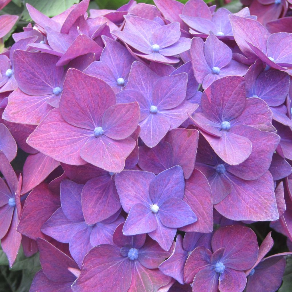 Hydrangea macrophylla Deep Purple Dance