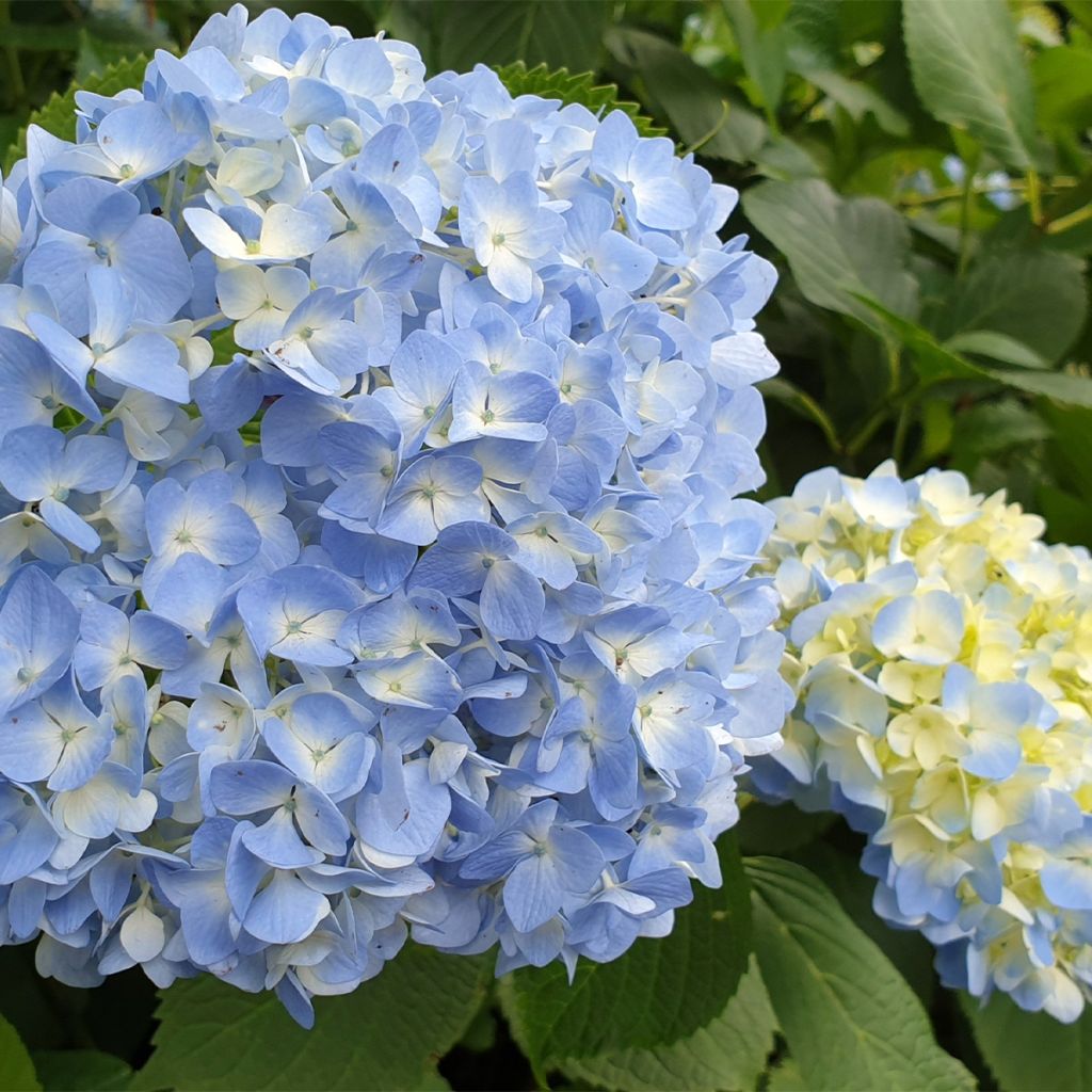 Hydrangea macrophylla Ankong