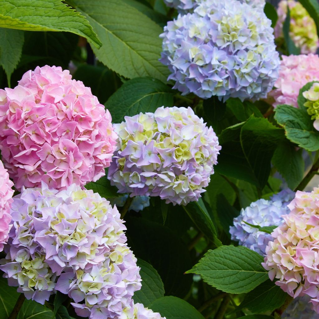 Hydrangea macrophylla Ankong