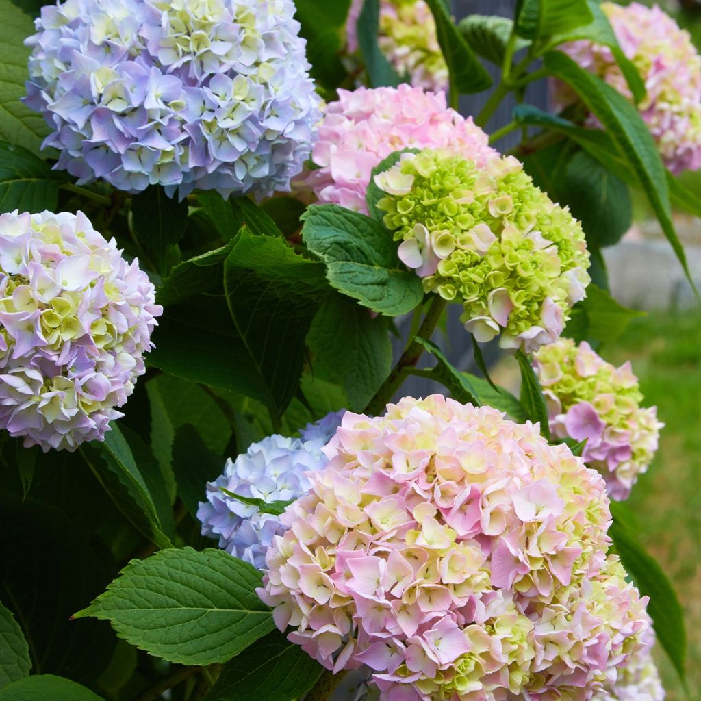 Hydrangea macrophylla Ankong