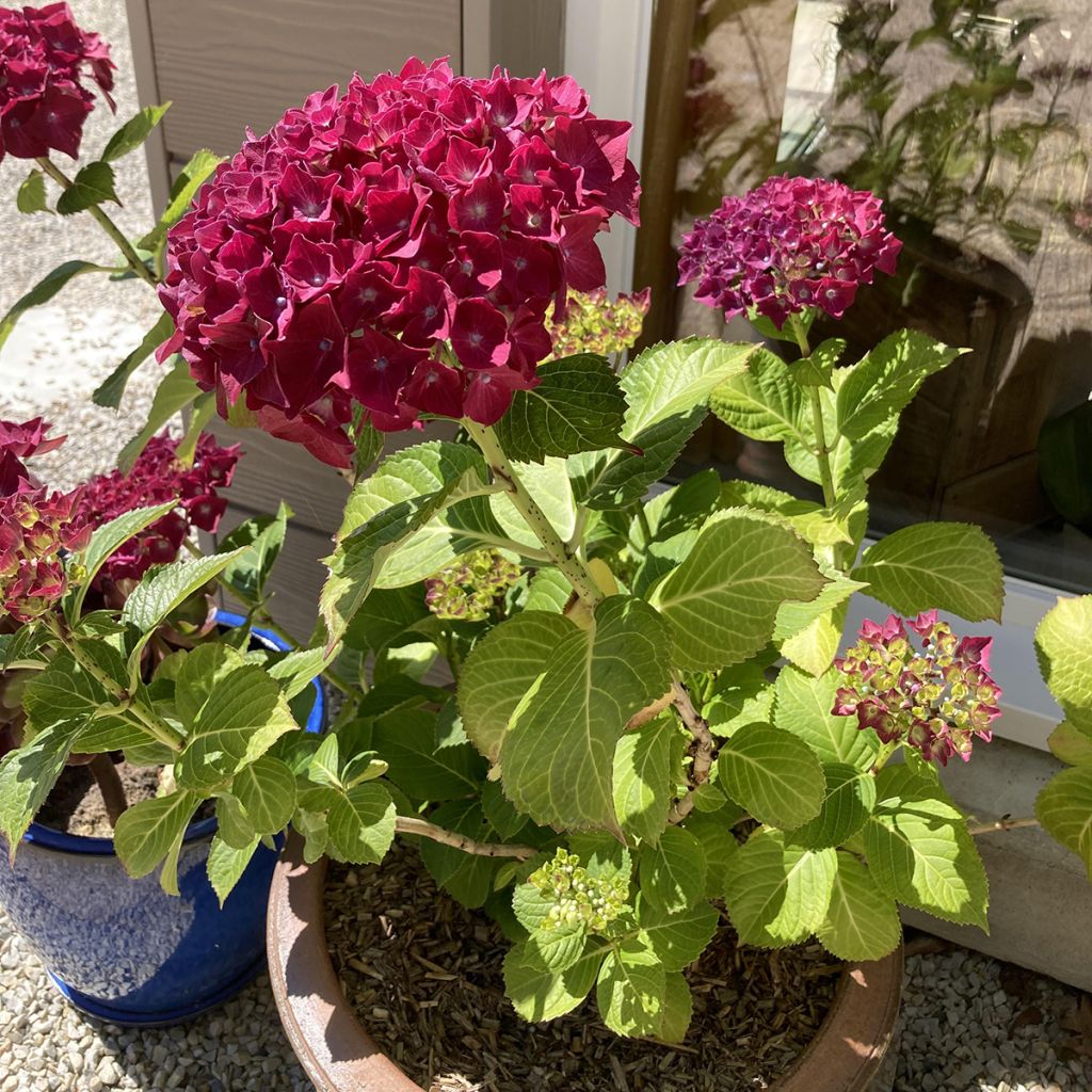 Hydrangea macrophylla Beautensia Dali