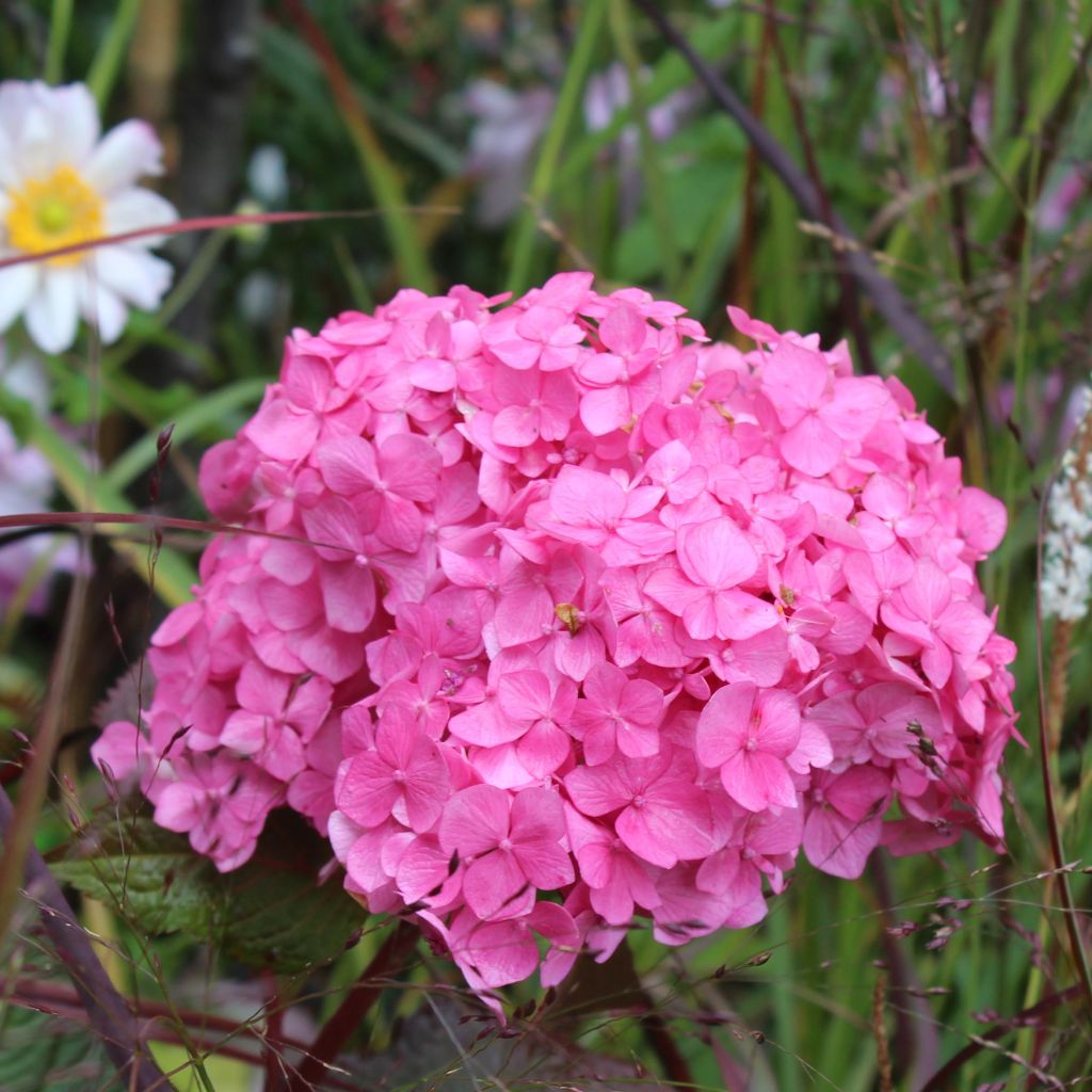 Hydrangea  macrophylla Endless Summer Bloomstar