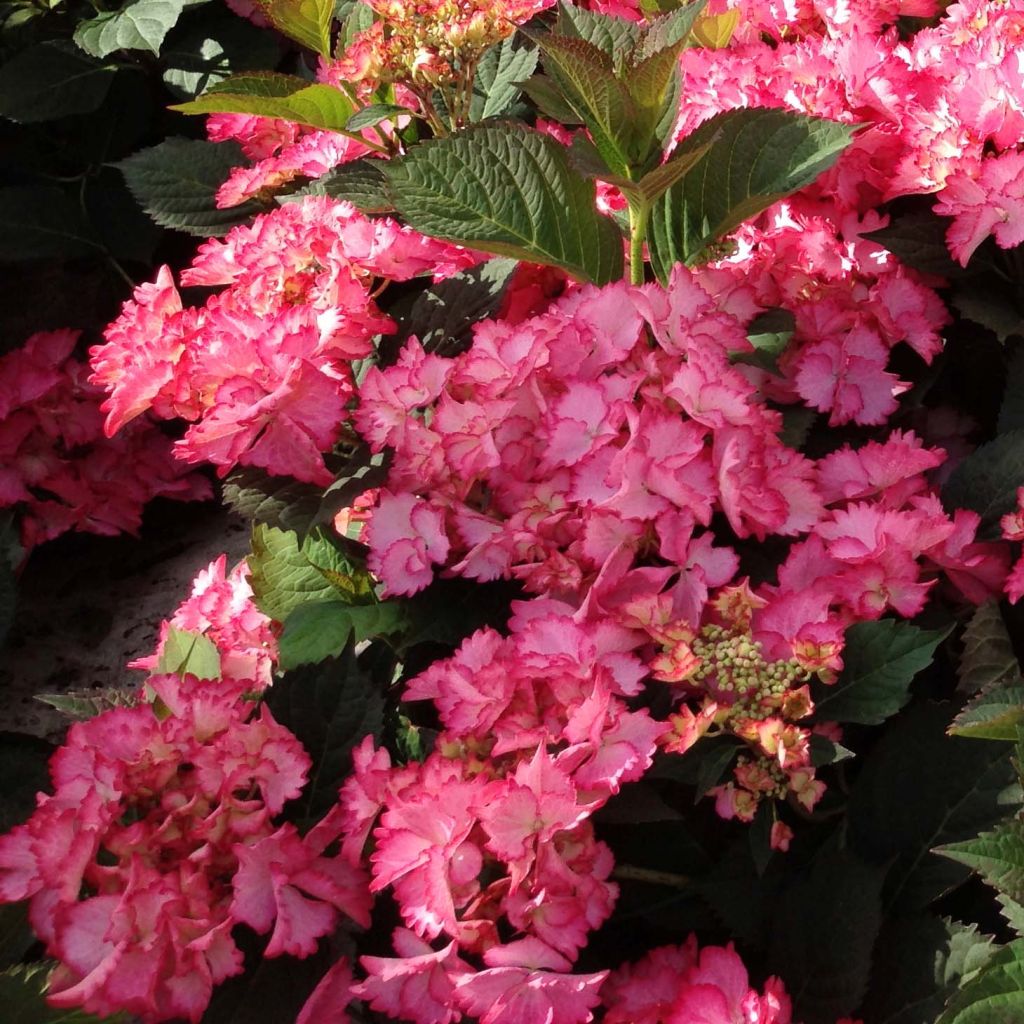 Hydrangea macrophylla Rendez-Vous French Cancan