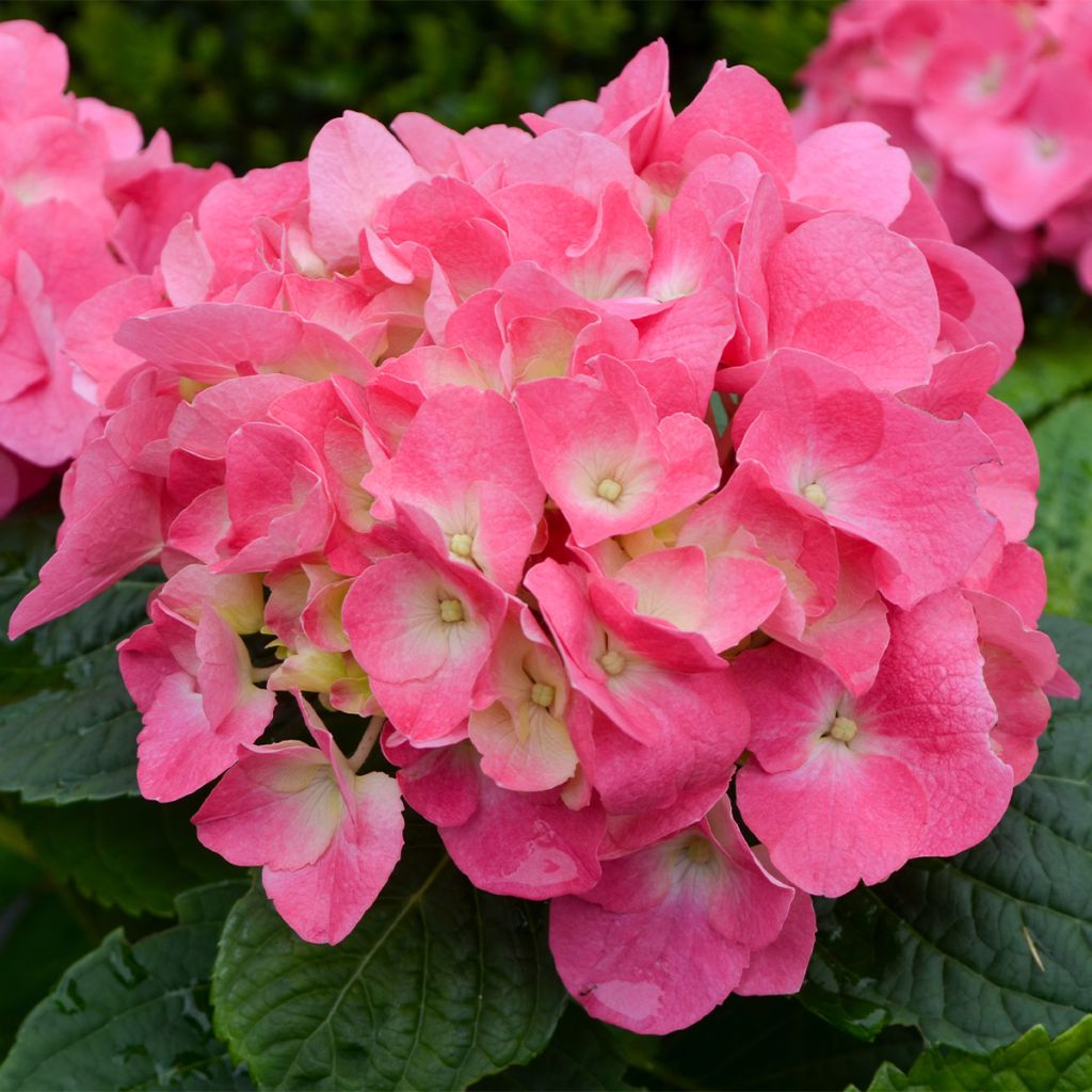 Hydrangea macrophylla Freudenstein