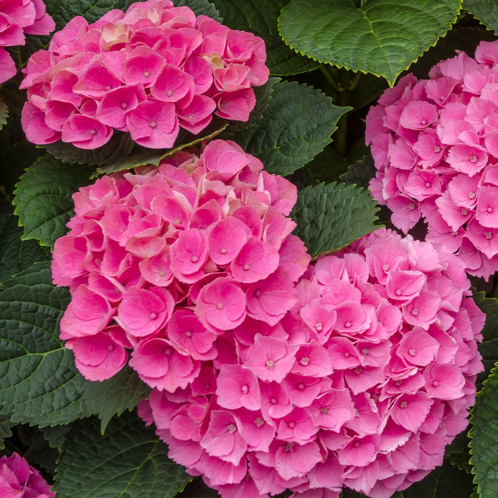 Hydrangea macrophylla Freudenstein