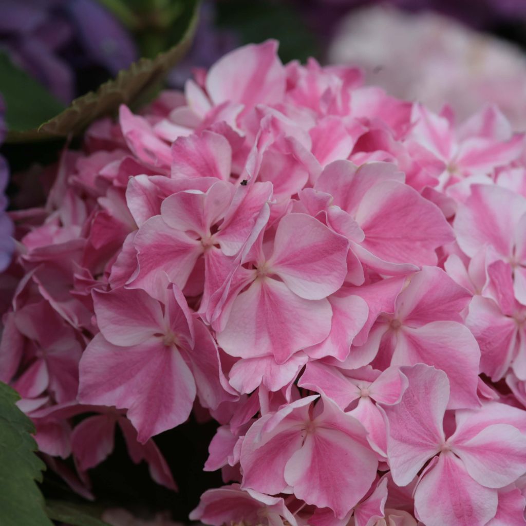Hydrangea macrophylla Rendez-Vous - La Vie en Rose
