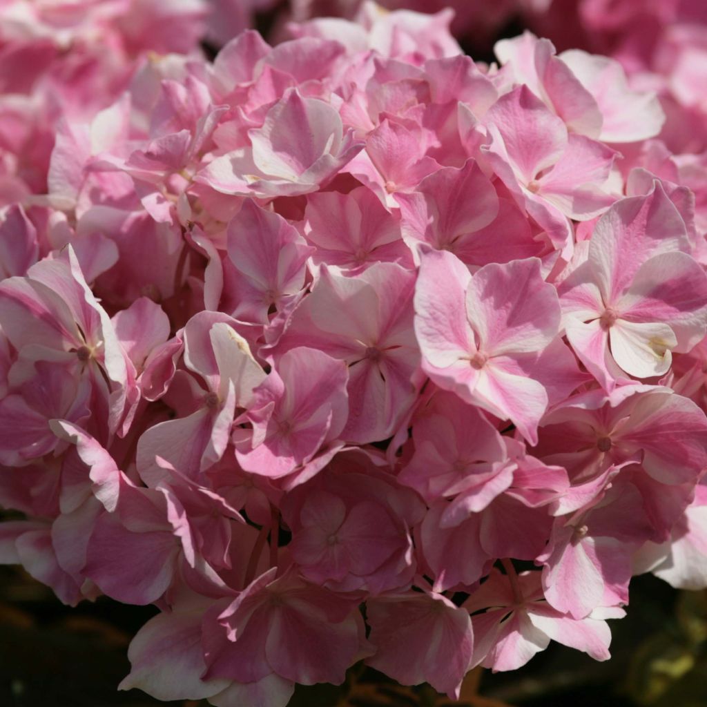 Hydrangea macrophylla Rendez-Vous - La Vie en Rose
