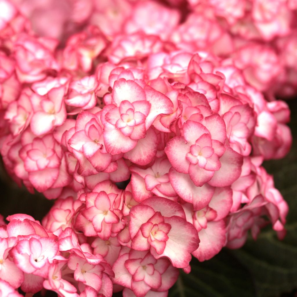 Hydrangea macrophylla Miss Saori