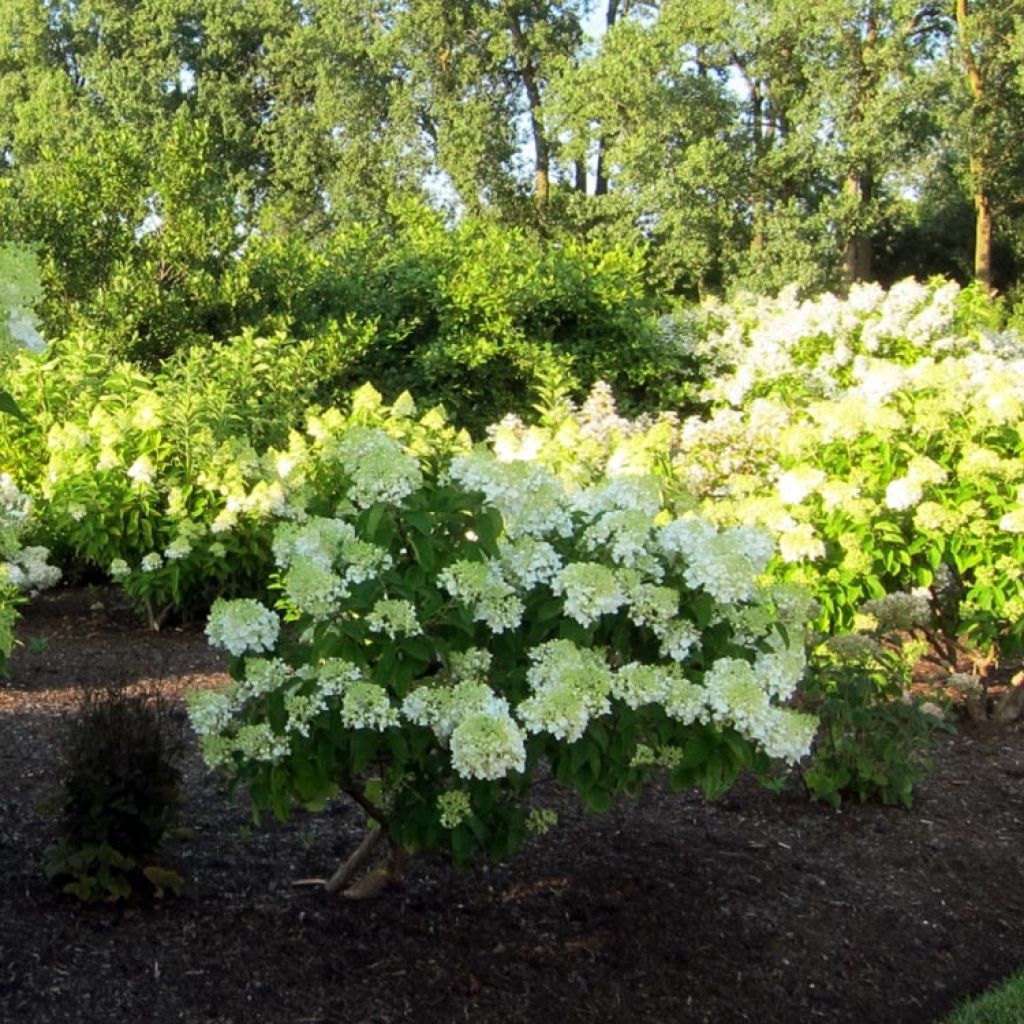 Hydrangea paniculata Bombshell
