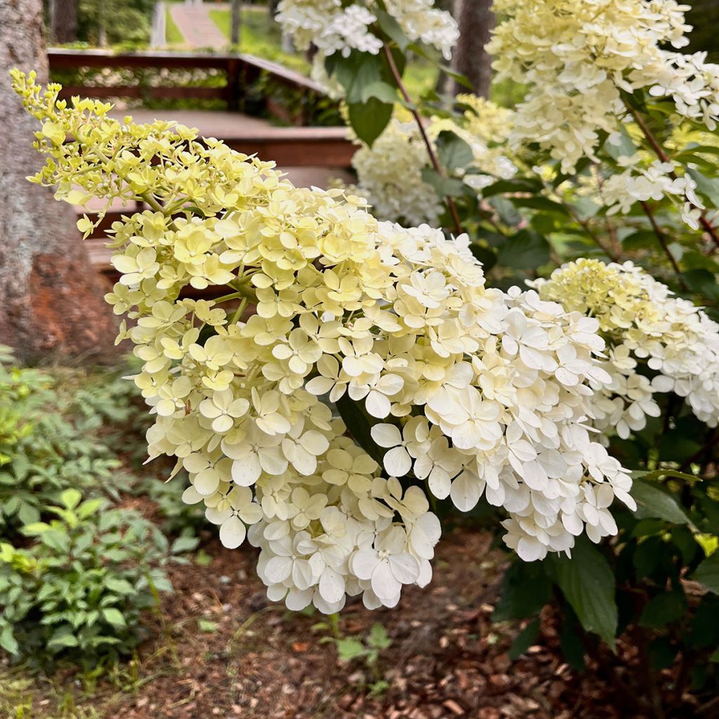 Hydrangea paniculata Candlelight