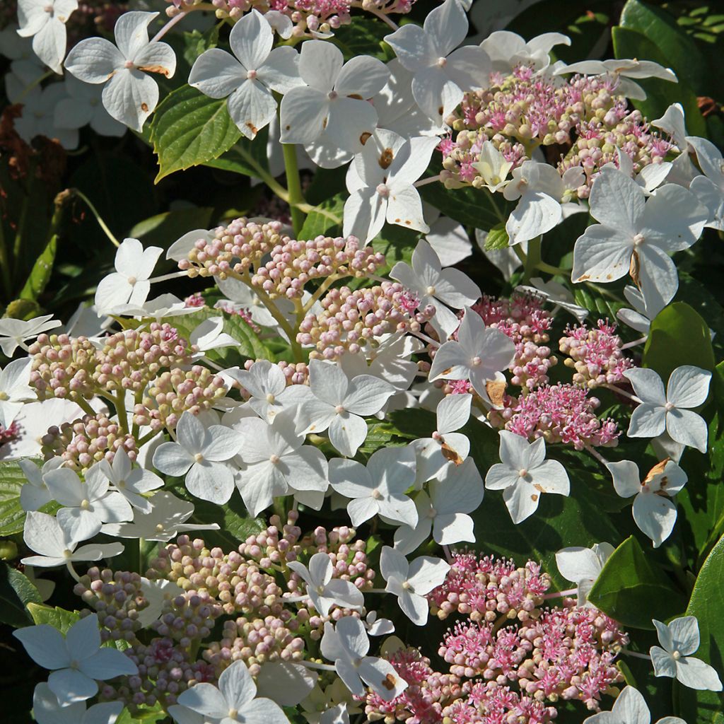 Hydrangea paniculata Confetti
