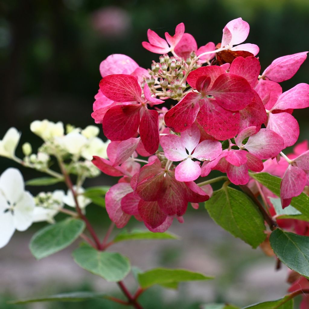 Hydrangea paniculata Diamant Rouge