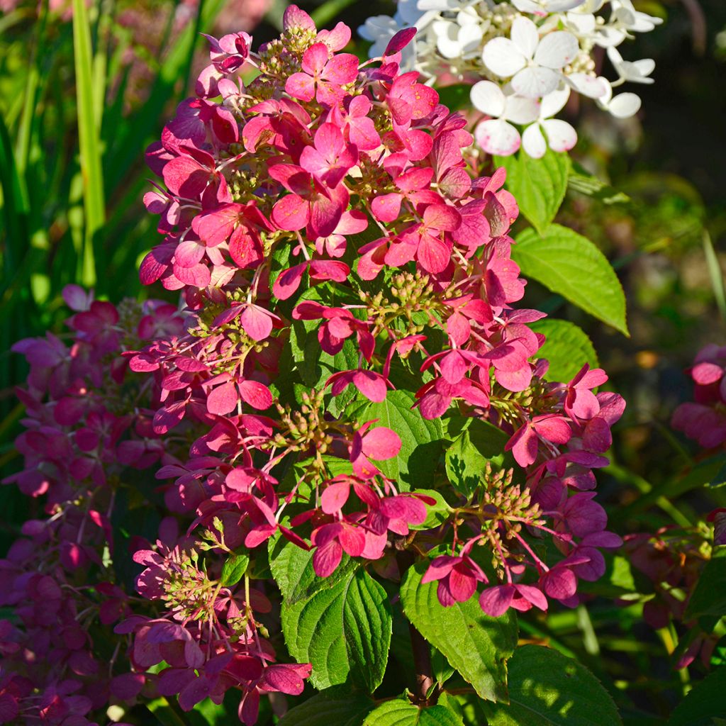 Hydrangea paniculata Diamant Rouge