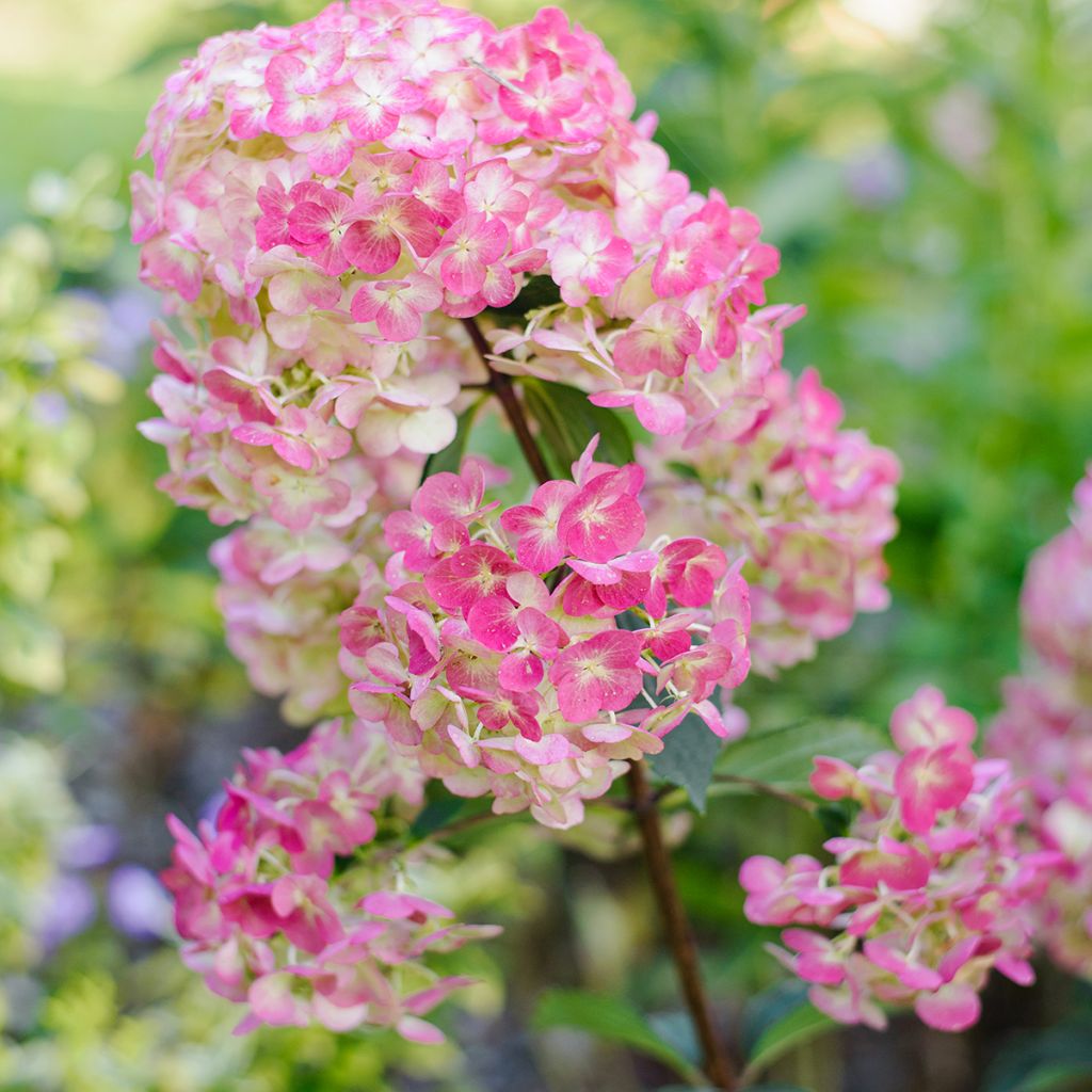 Hydrangea paniculata Framboisine
