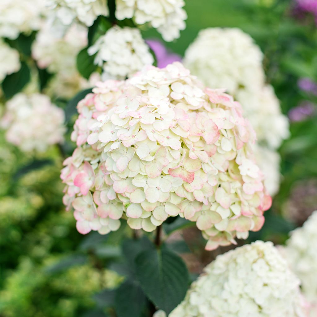 Hydrangea paniculata Framboisine