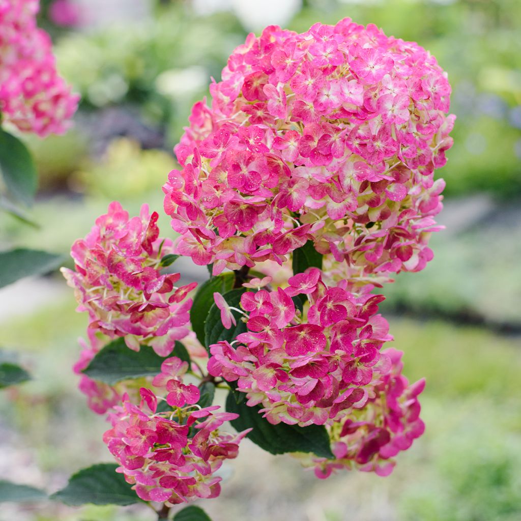 Hydrangea paniculata Framboisine