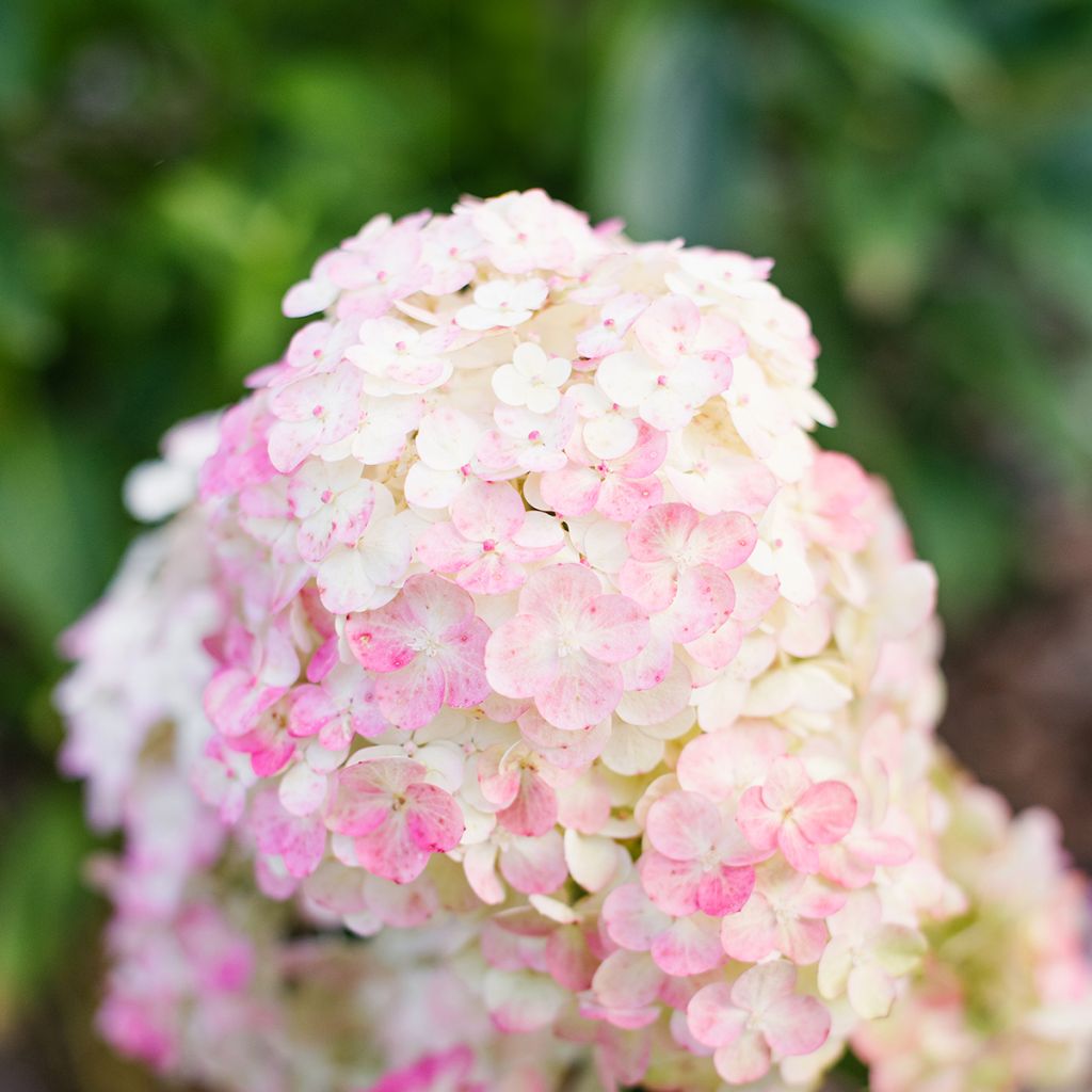Hydrangea paniculata Framboisine