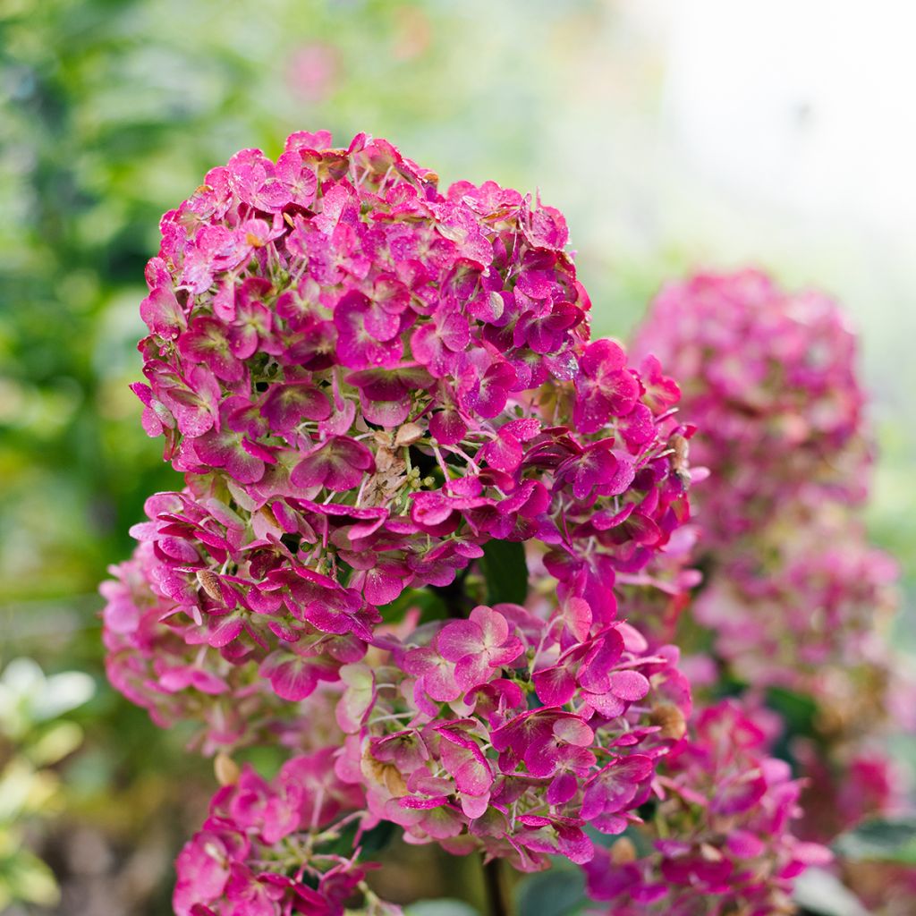 Hydrangea paniculata Framboisine