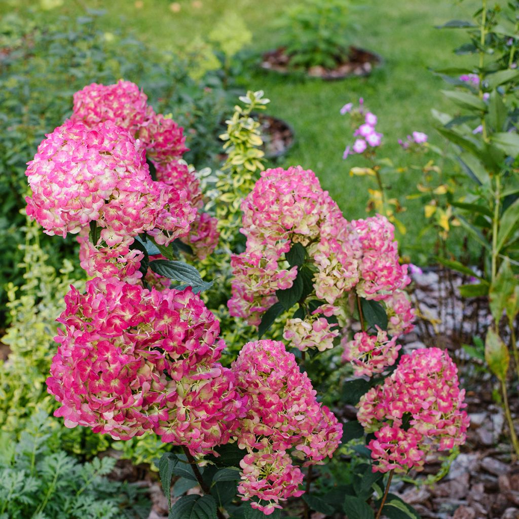 Hydrangea paniculata Framboisine