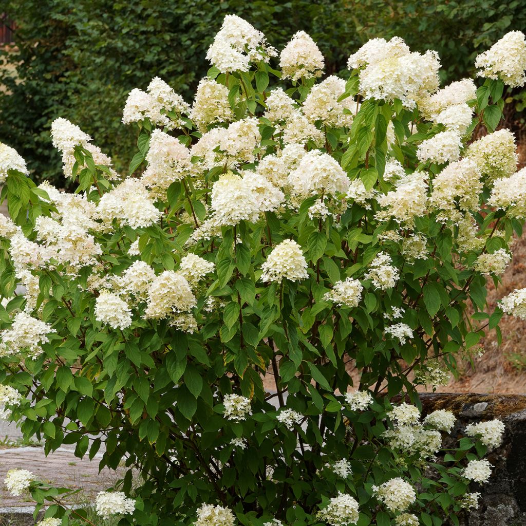 Hydrangea paniculata Grandiflora