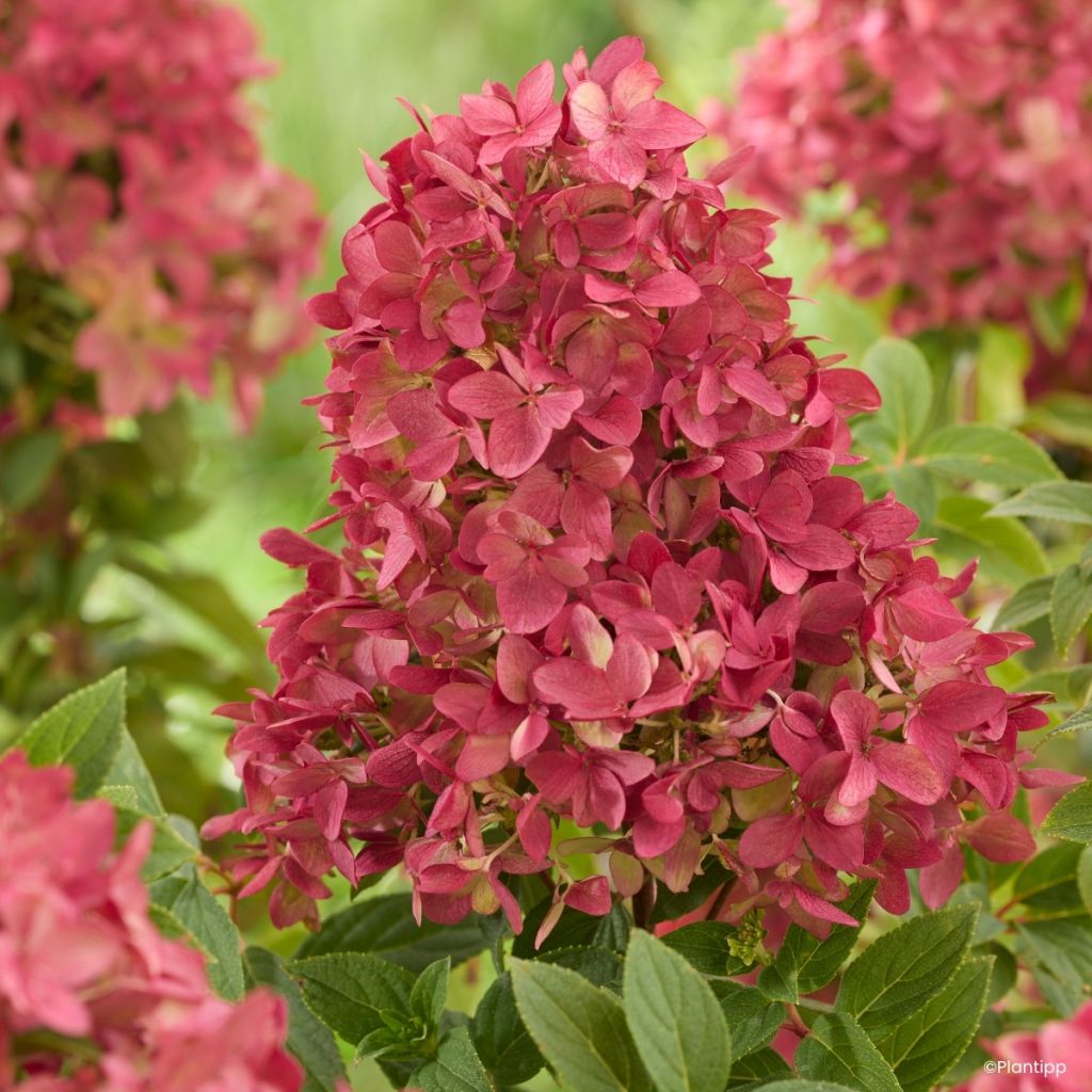 Hydrangea paniculata Groundbreaker Ruby