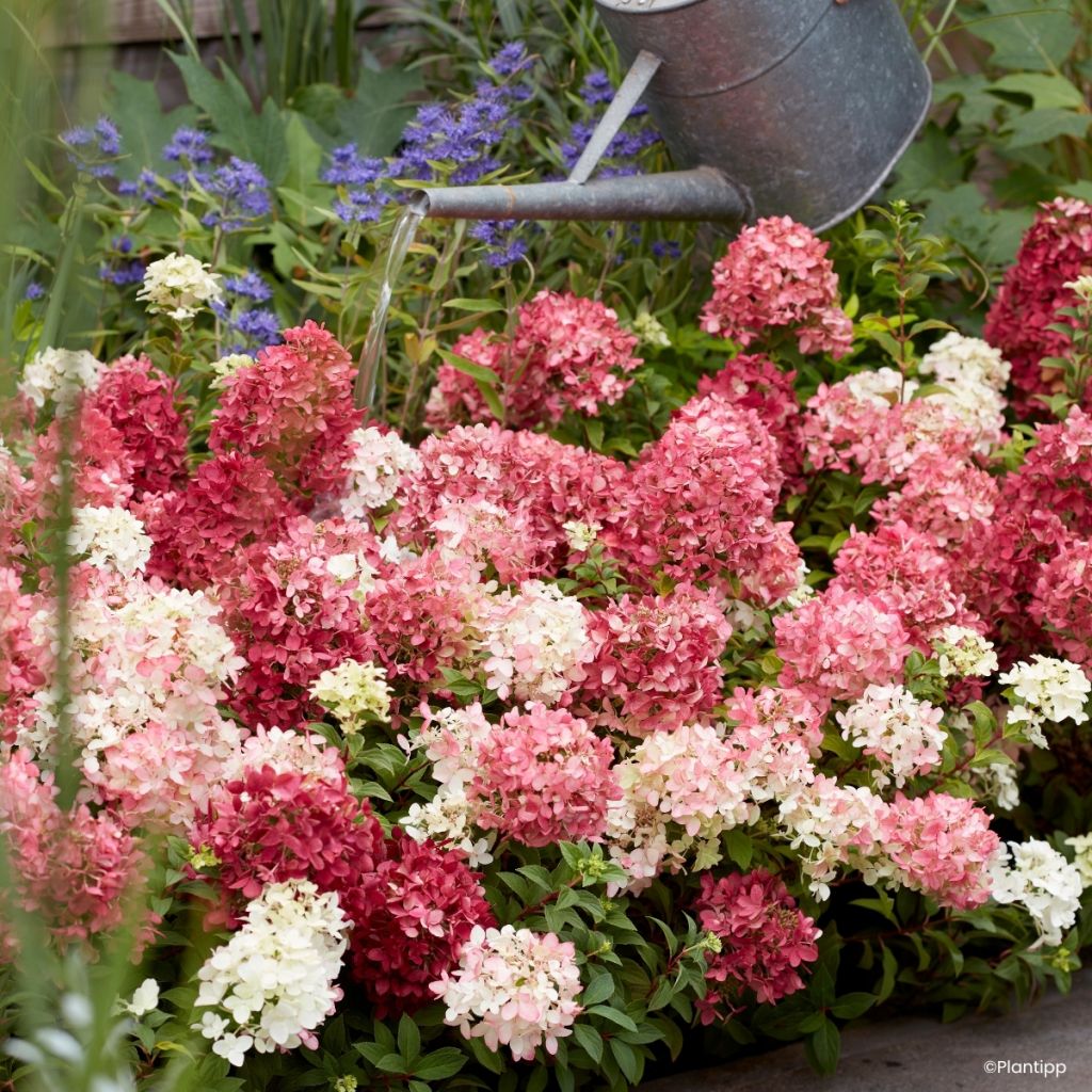 Hydrangea paniculata Groundbreaker Ruby