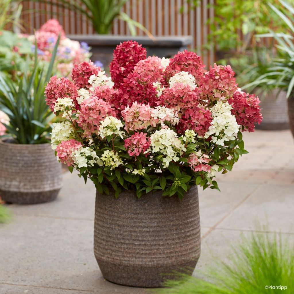 Hydrangea paniculata Groundbreaker Ruby