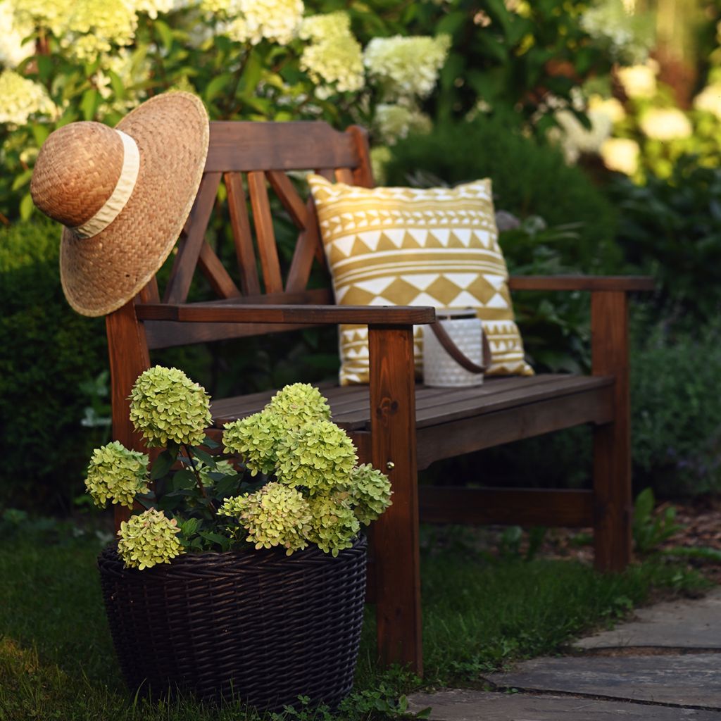 Hydrangea paniculata Little Lime