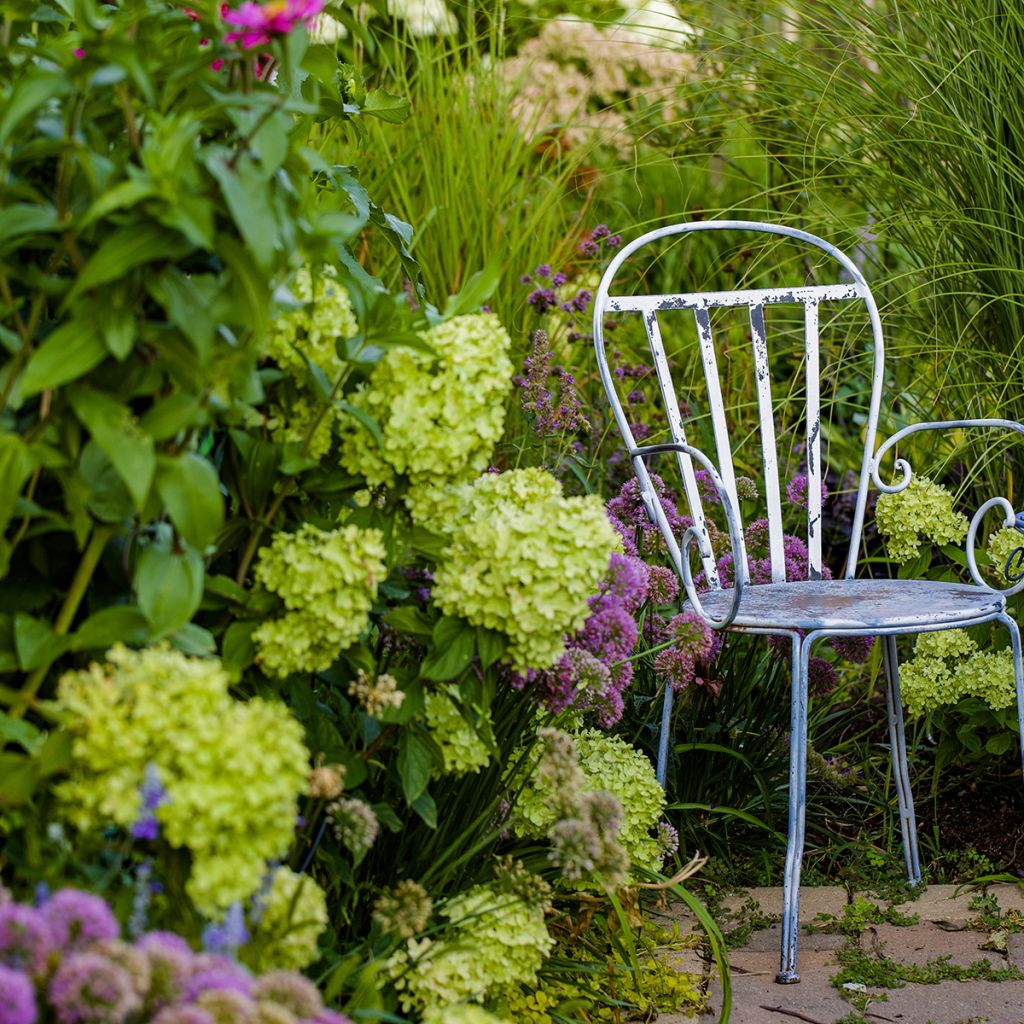 Hydrangea paniculata Little Lime