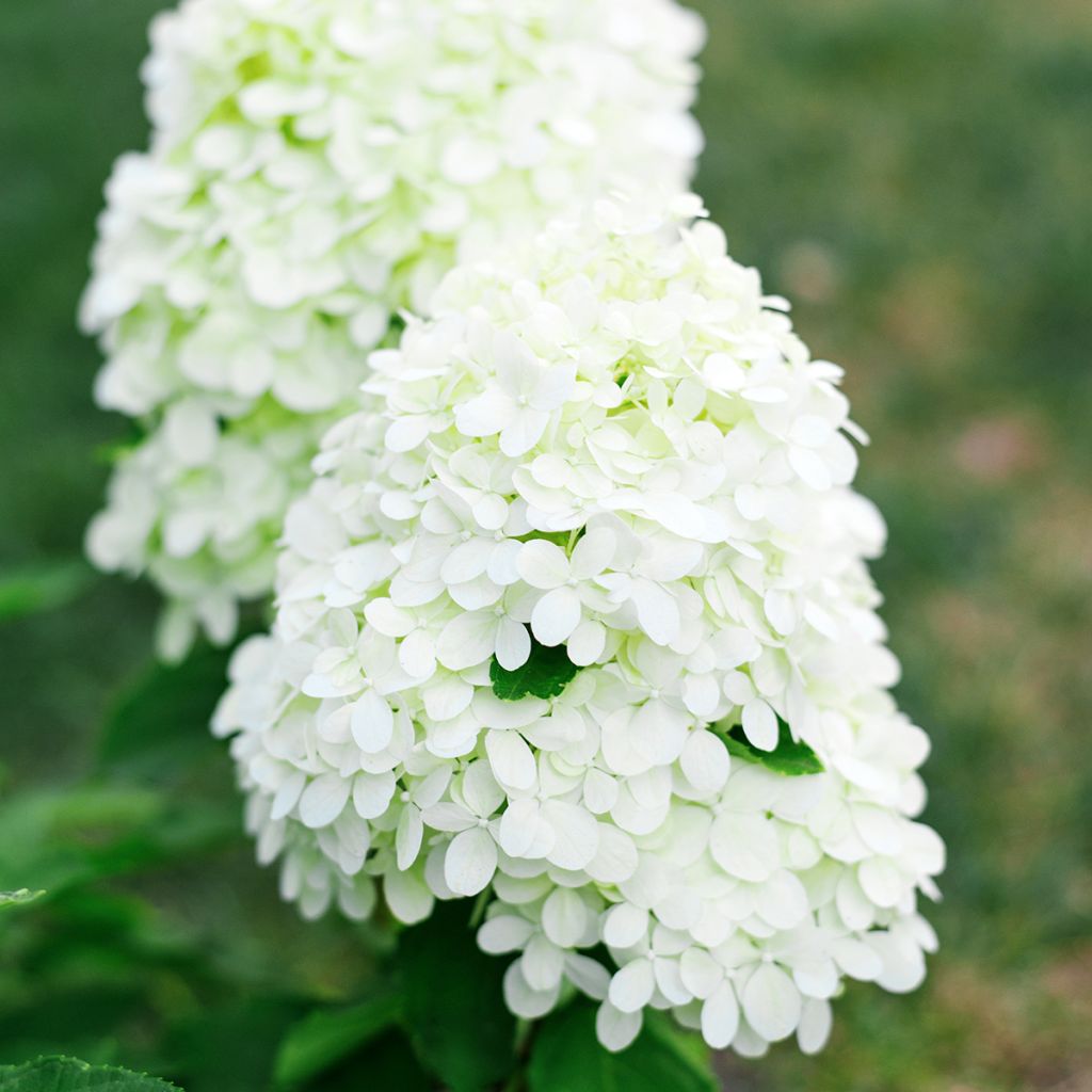 Hydrangea paniculata Little Spooky