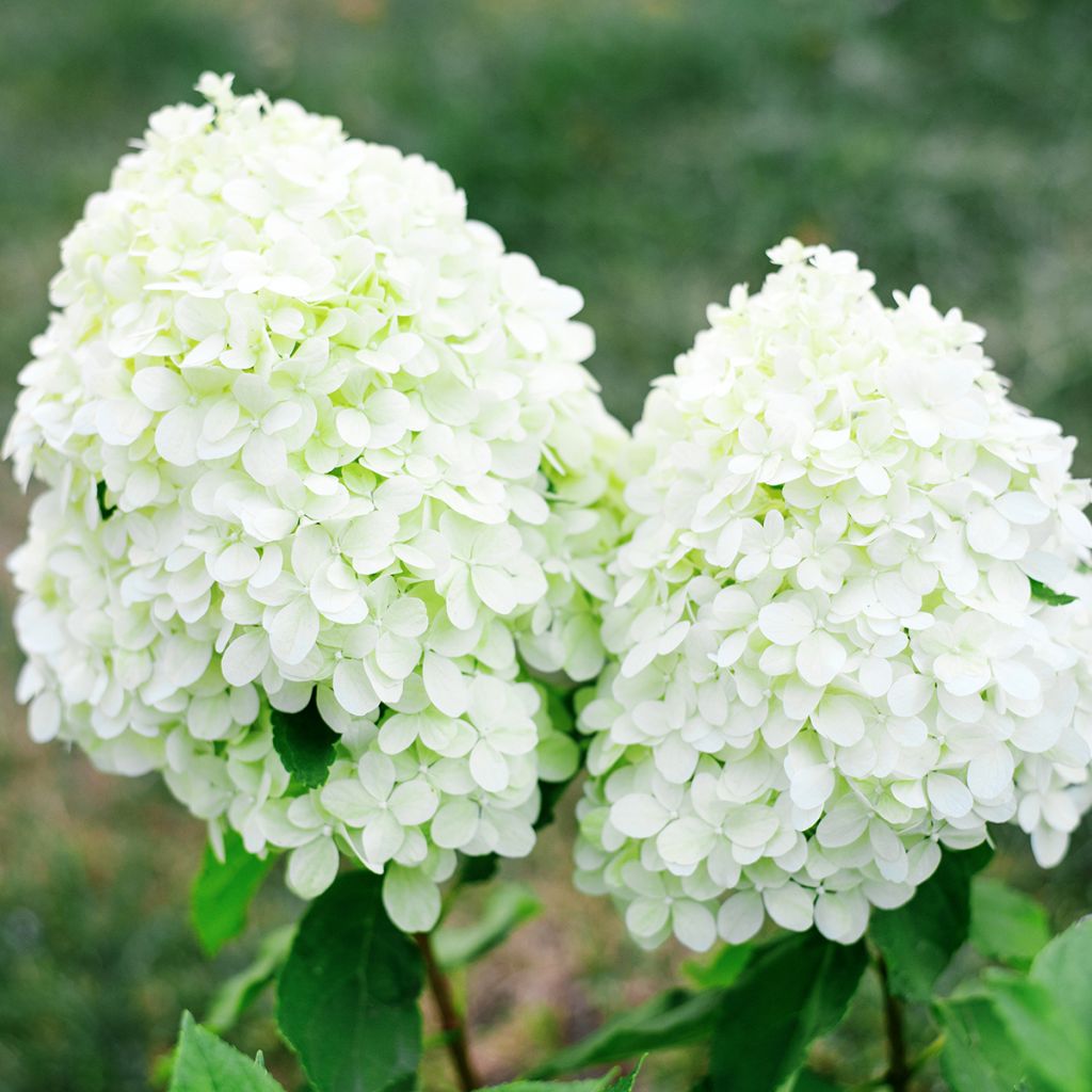 Hydrangea paniculata Little Spooky