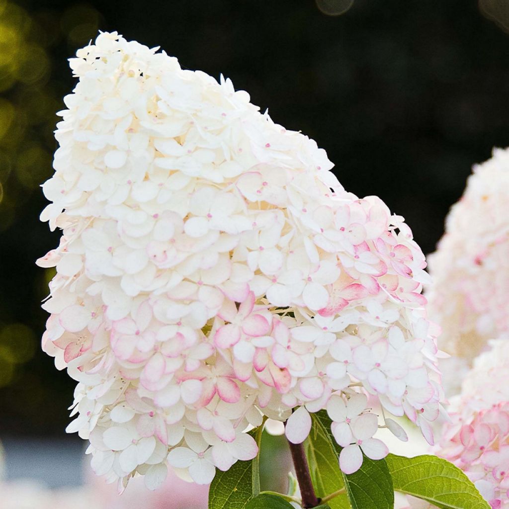 Hydrangea paniculata Living Pink & Rose® 