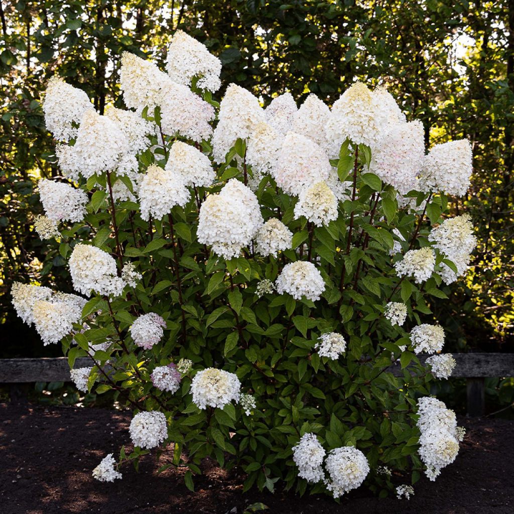 Hydrangea paniculata Living Pink & Rose® 