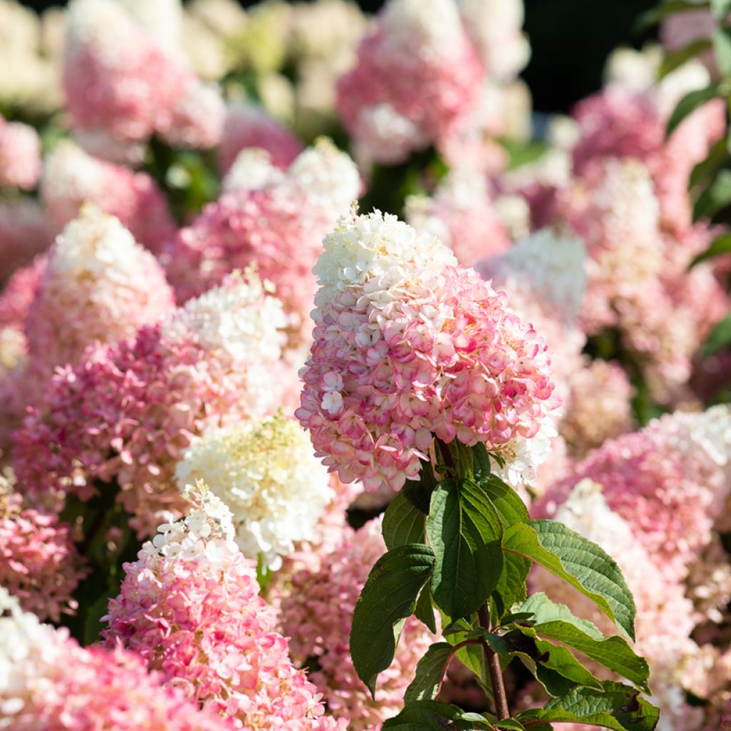 Hydrangea paniculata Living Strawberry Blossom