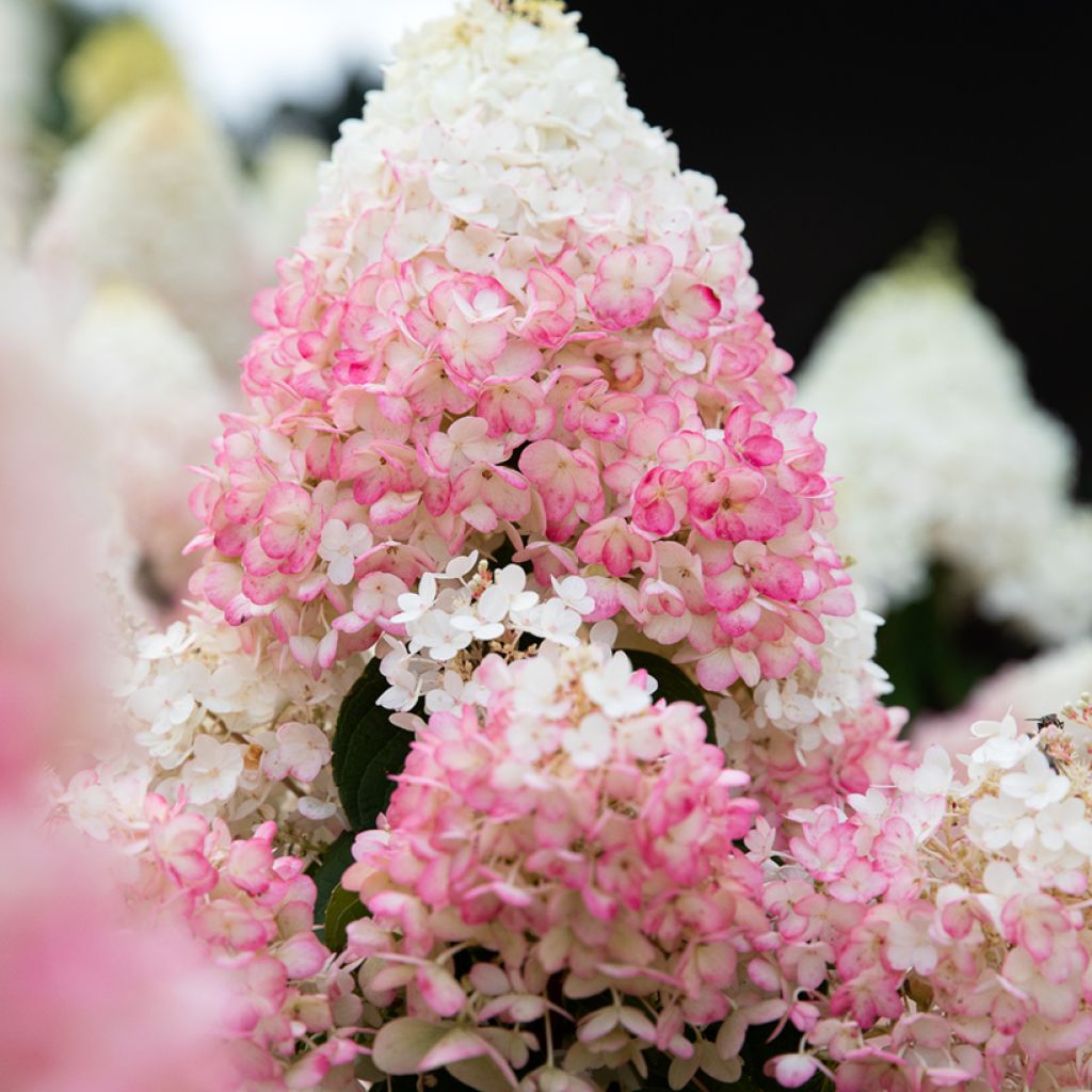 Hydrangea paniculata Living Strawberry Blossom