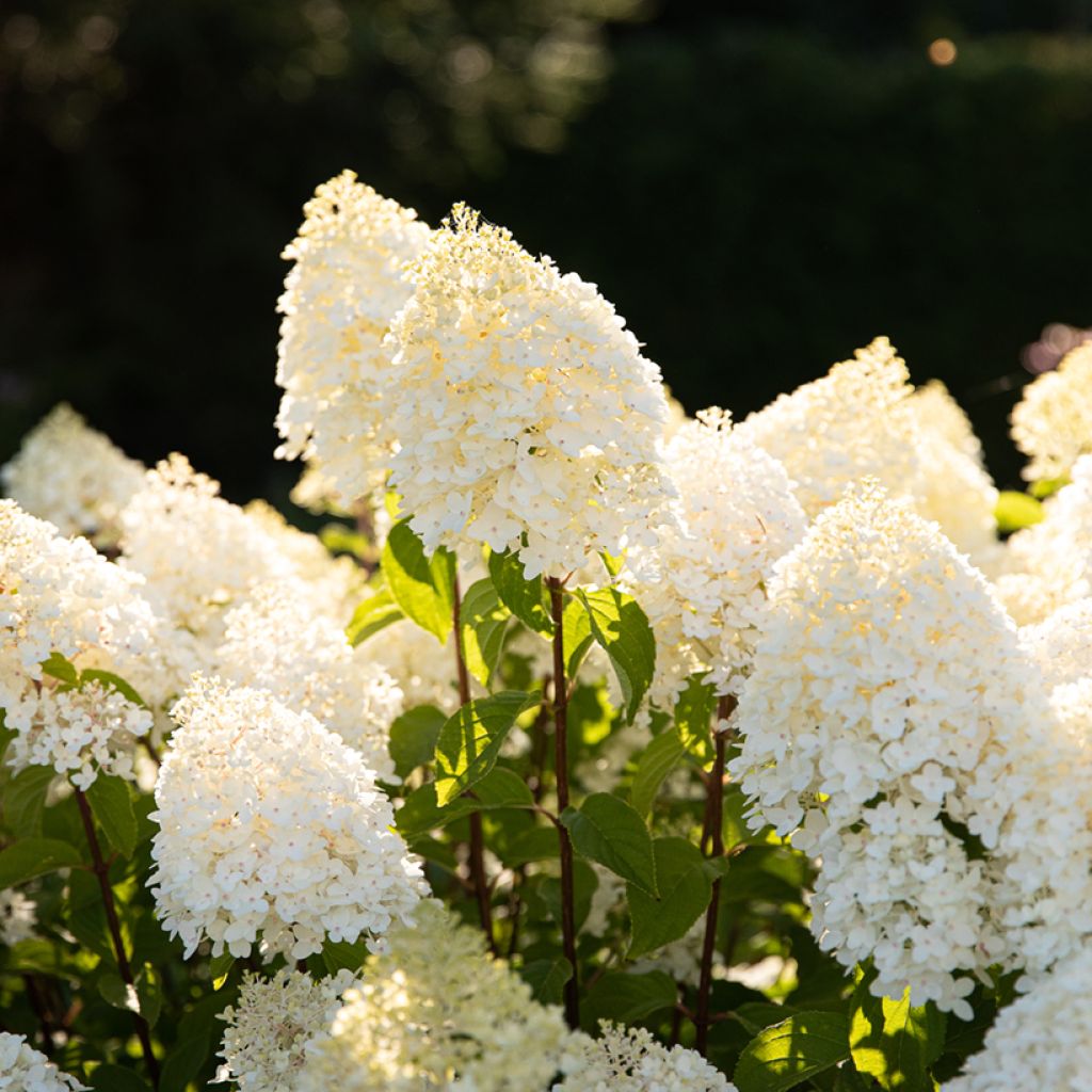 Hydrangea paniculata Living Sugar Rush 