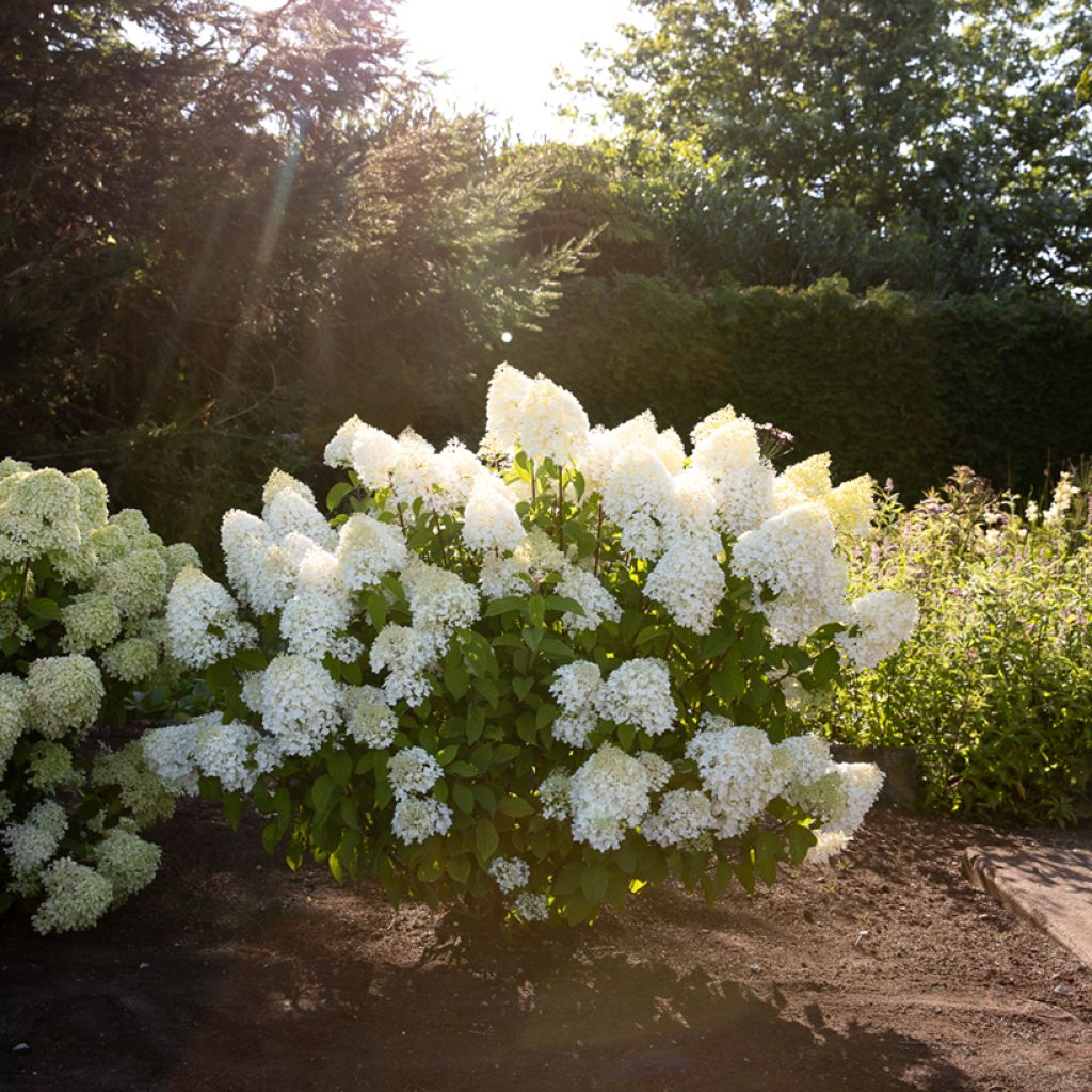 Hydrangea paniculata Living Sugar Rush 