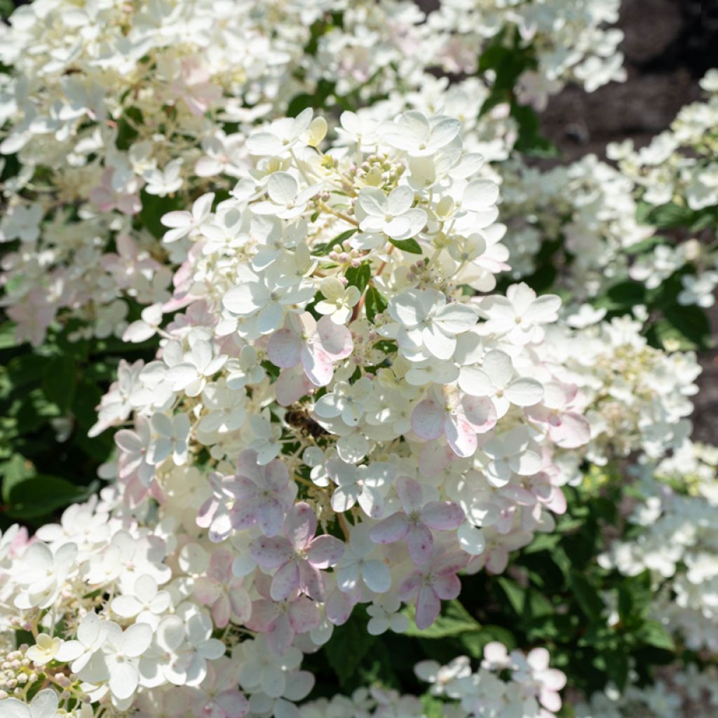 Hydrangea paniculata Living Touch of Pink